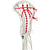 Brine Dynasty Elite II INT International Complete Women's Lacrosse Stick