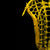 STX Crux Pro ProForm 10 Degree Women's Lacrosse Head